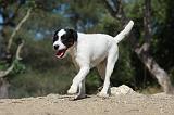 PARSON RUSSEL TERRIER 037